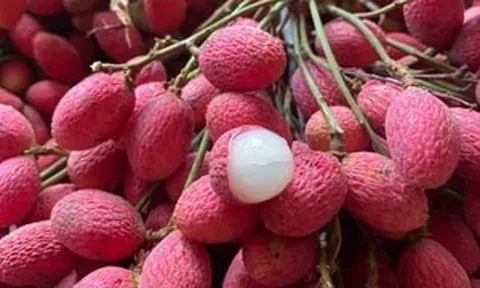 Loại quả 'bé tí' mọc hoang bỗng 'sốt': Giá có lúc hơn 100.000 đồng/kg, dân mạng săn lùng vì vị lạ gây nghiện