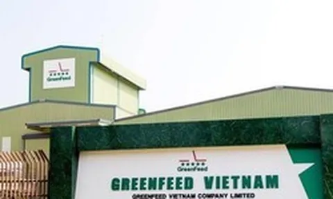 Một công ty sản xuất thức ăn chăn nuôi báo lãi kỷ lục hơn 10 tỷ đồng mỗi ngày