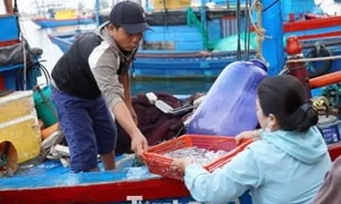 'Đột nhập' chợ mực Cửa Lở lúc rạng sáng
