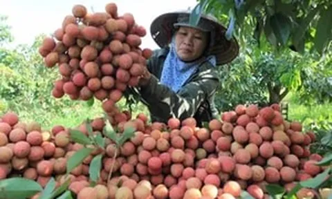 Nghịch lý mùa vải năm nay
