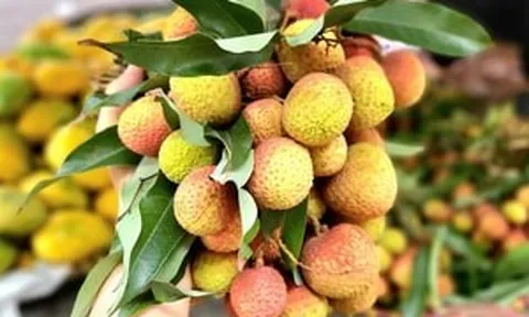 Vải đầu mùa giá 'leo thang' bất ngờ, người trồng tiết lộ lý do phía sau