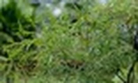 3 lý do bạn nên trồng một cây đinh lăng trong nhà