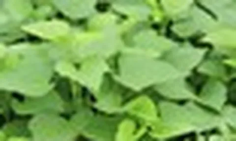 2 điều tuyệt đối nên tránh khi ăn rau lang
