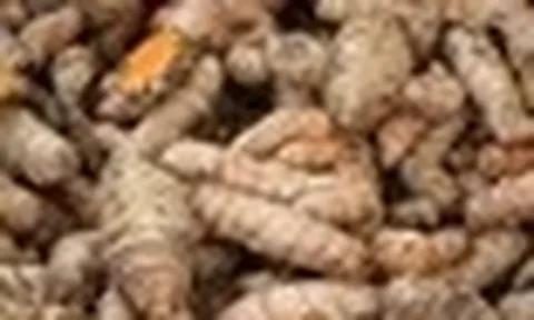 Lời khuyên dành cho những gia đình đang trồng nghệ