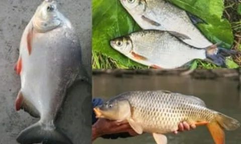 Không cần vung tiền cho bào ngư hay tổ yến, sạp hàng chợ nào cũng có đang cất giấu những liều thuốc tự nhiên với giá rẻ giật mình