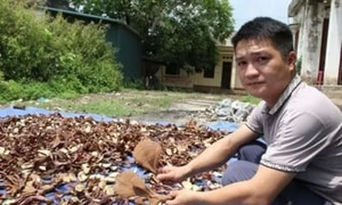 Nông dân Lạng Sơn trồng thử loại ‘cây vàng’, nay bán tới 700.000 đồng/1kg, cuộc sống ‘lên đời’ từ đây