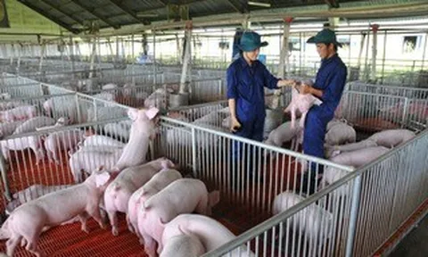 Giá heo hơi hôm nay, 21-5: Có biến động ở hai đầu vùng miền