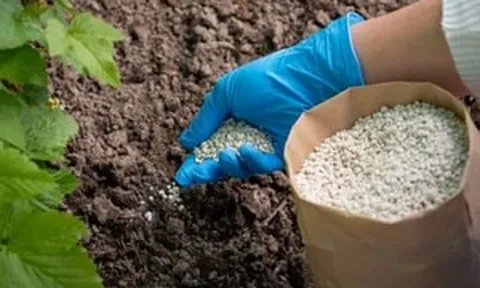 Eo biển Hormuz tê liệt, EU khẩn cấp miễn thuế phân bón để làm điều này