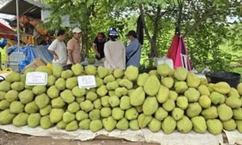 Bài 1: Sầu riêng rớt giá: 'Phép thử' khắc nghiệt với ngành hàng tỷ đô