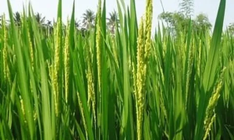 Ghi dấu mốc lịch sử, quốc gia châu Á này trở thành nhà sản xuất gạo lớn nhất thế giới, chính thức soán ngôi Trung Quốc