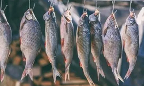 4 loại cá làm tăng nguy cơ mắc ung thư nếu lạm dụng: Thích tới mấy cũng phải hạn chế