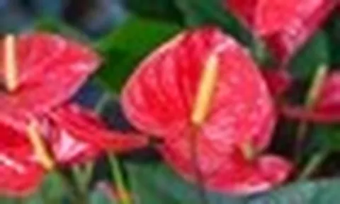 5 lời khuyên dành cho các gia đình đang trồng cây hồng môn