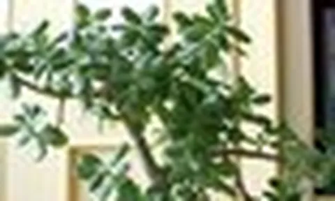3 loại cây đặt trong nhà có thể sống trăm năm: Được xem như "báu vật" để lại cho con cháu