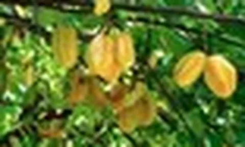 Vì sao người xưa thường trồng cây khế trong sân nhà?