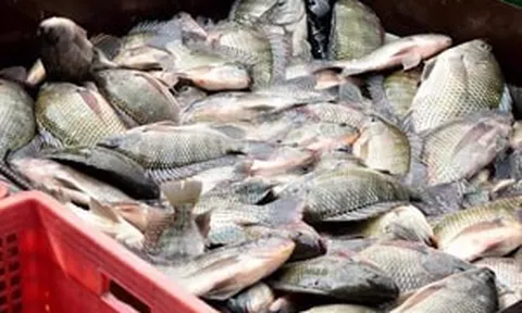 Một quốc gia chi hàng chục triệu USD mua cá rô phi Việt Nam bất ngờ tính 'đóng cửa'