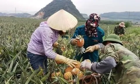Nông dân Thanh Hóa thắt ruột gan khi dứa chín rục giá rẻ như bèo, lên Hà Nội lại 40.000 đồng/kg