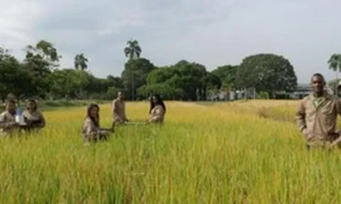 Một quốc gia châu Á mang công nghệ lúa gạo đến châu Phi, 10 năm sau thu kết quả bất ngờ
