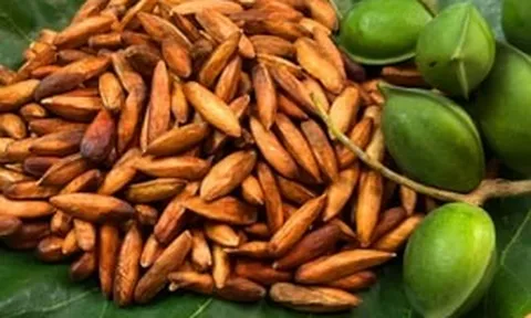 Loại hạt mọc hoang rụng đầy gốc nay thành món ngon mức giá lên tới nửa triệu đồng mỗi ký, khách du lịch tranh nhau mua