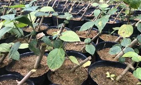 Loại cây mọc dại ở Việt Nam đang được săn lùng: Các nhà khoa học đã tìm ra tác dụng quý
