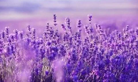 Một mã chứng khoán bất ngờ "tím lịm" với thanh khoản đột biến, chuyện gì đang xảy ra?