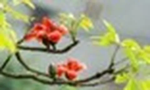 Người xưa có câu "Cây dữ rước họa": 3 loại cây tránh trồng sát nhà