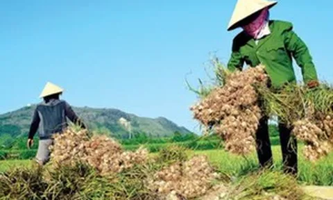 Từng ‘nếm trái đắng’ vì phụ thuộc nguồn cung, quốc gia vạn đảo đặt cược vào loại củ quen thuộc mà Việt Nam trồng 'la liệt'