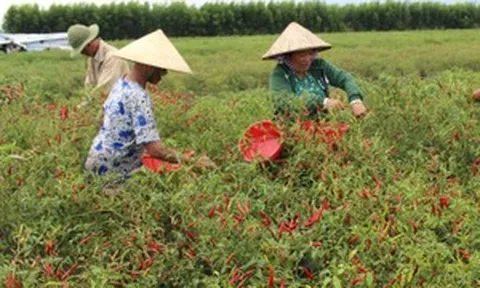 Không phải sầu riêng hay cà phê, đây mới là loại quả trồng phủ kín làng quê đang âm thầm mang về hàng chục triệu USD từ xuất khẩu