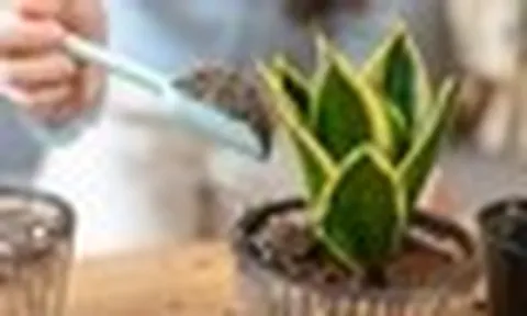 5 điều nhất định phải biết trước khi trồng cây lưỡi hổ trong nhà: Điều cuối cùng đặc biệt quan trọng