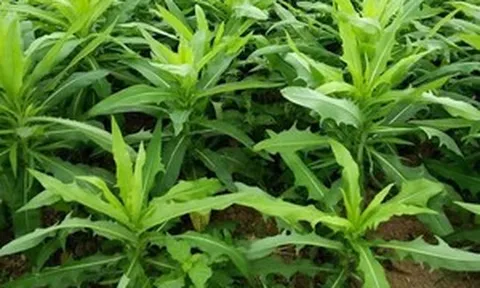 Mọc khắp Việt Nam, loại rau dại này bất ngờ được nghiên cứu vì khả năng tác động tới hơn 95% tế bào ung thư