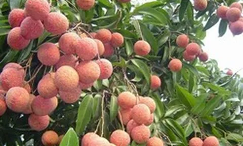 Bắc Ninh thu kỷ lục hơn 7.200 tỷ đồng từ vải thiều