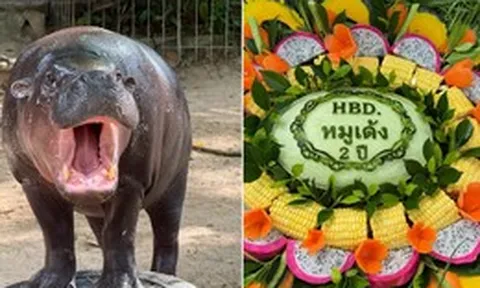 Sở thú Thái Lan mở hội mừng sinh nhật 2 tuổi cho 'ngôi sao' Moo Deng