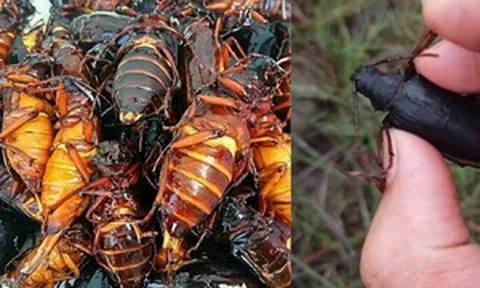 Loài côn trùng 'hiếm có khó tìm' này có giá hơn 3 triệu đồng/kg, trang trại mở rộng vẫn không đủ bán, chỉ xuất hiện vài tháng mỗi năm
