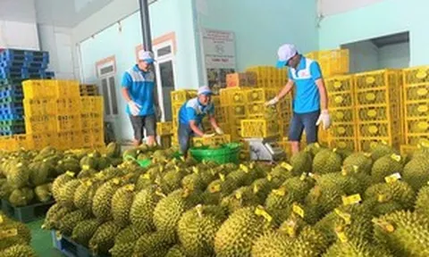 Yêu cầu 'hỏa tốc' thông quan cho nông sản