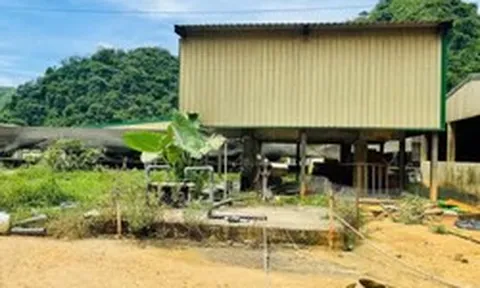Cận cảnh trại lợn ở Thanh Hóa, nơi xảy ra vụ tai nạn khiến 5 người chết