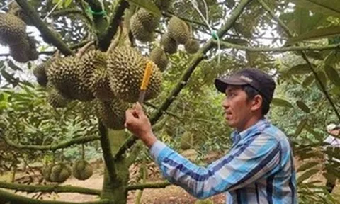 Độc đáo nghề 'nghe tiếng ăn tiền': Mỗi ngày kiếm cả triệu bạc giữa vườn cây