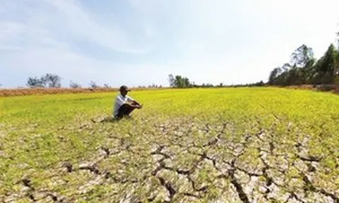 Mất ăn mất ngủ trước nguy cơ 'siêu El Nino' nhắm thẳng 350.000 ha lúa tại Đồng bằng sông Cửu Long