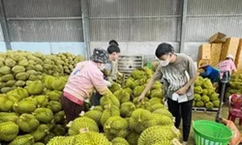 Vì sao sầu riêng giảm giá đồng loạt?