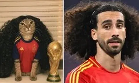 Vì sao 'mèo Cucurella' náo loạn từ TikTok lên Google?