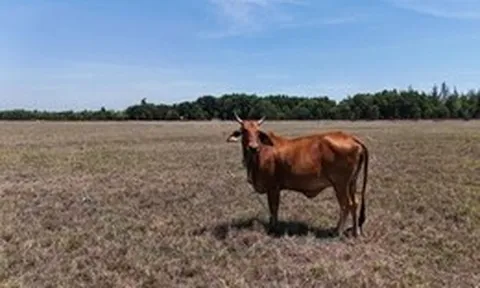 Dự án Khu đô thị công nghiệp Dung Quất 10 năm chỉ là bãi đất mênh mông