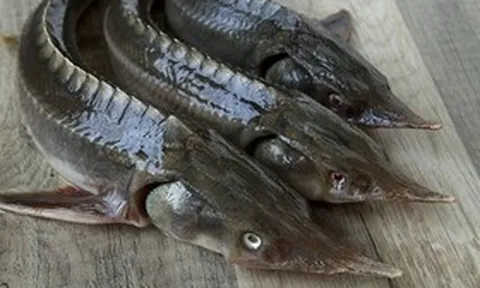 Loại cá có vẻ ngoài xấu xí nhưng lại là "kho báu dinh dưỡng": Thịt dày, ít tanh, giàu omega-3