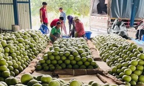 Sau sầu riêng, Thái Lan quyết tâm làm giàu với loại quả Việt Nam đang trồng rất nhiều: Được mùa được giá, Trung Quốc cực ưa chuộng
