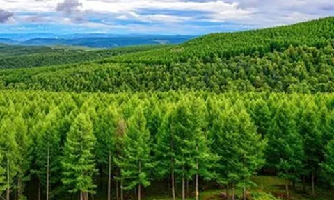 Những cánh rừng nhân tạo ở Trung Quốc đang 'đẻ ra tiền' mỗi ngày dù không khai thác gỗ