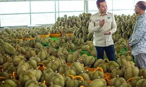 Vừa gia nhập Trung Quốc, một đối thủ của sầu riêng Việt Nam xuất khẩu tăng 40 lần, vận chuyển bằng đường bộ chỉ mất 5 ngày đến nơi
