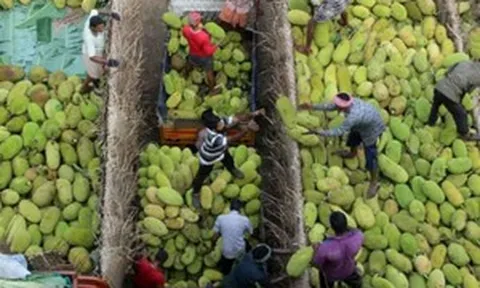 Không chỉ có sầu riêng, một loại trái cây thế mạnh của nước ta chuẩn bị đối mặt với cuộc đua thị phần khốc liệt tại Trung Quốc