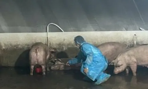 Hàng trăm con heo nghi 'dính' chất cấm Salbutamol