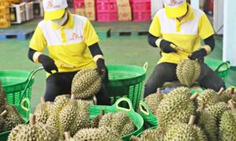 Đặc sản Việt Nam vừa đón tin vui từ thị trường hơn 1,4 tỷ dân