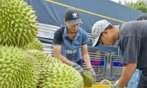 Quy định mới về cấp mã số vùng trồng sầu riêng