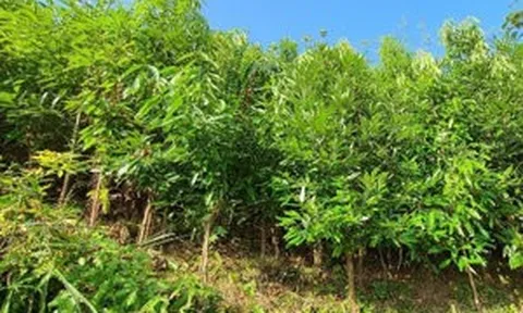 Không phải sầu riêng, đây mới là báu vật tỷ đô giúp nông sản Việt Nam thâu tóm thị trường Mỹ