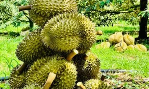 Nỗi lo mất thị trường tỷ dân: Sầu riêng nước láng giềng đối diện làn sóng gian lận xuất xứ