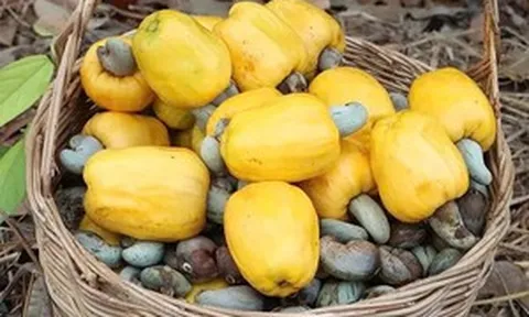 Việt Nam là 'ông vua' xuất khẩu, dẫn đầu thế giới nhưng vẫn phải chi hơn 3 tỷ USD để nhập mặt hàng này